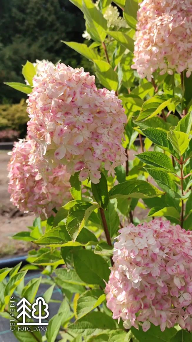 Hydrangea paniculata   LIVING COTTON CREAM = 'Lc No7'